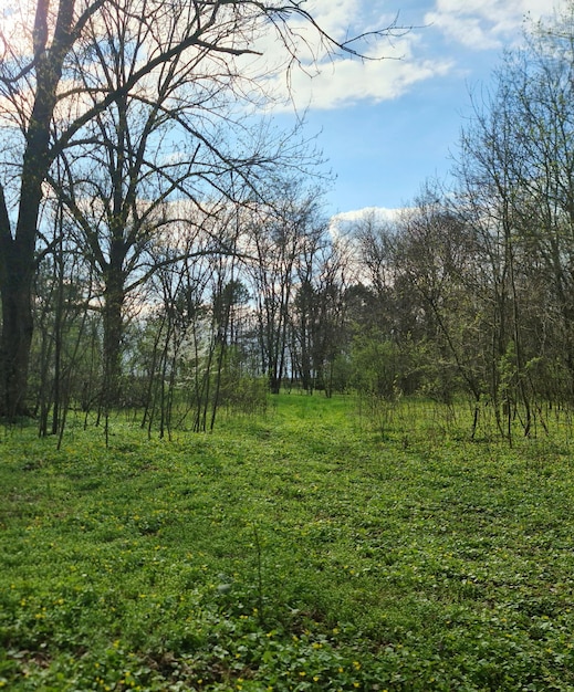 A field of green grass with a few trees in the background.