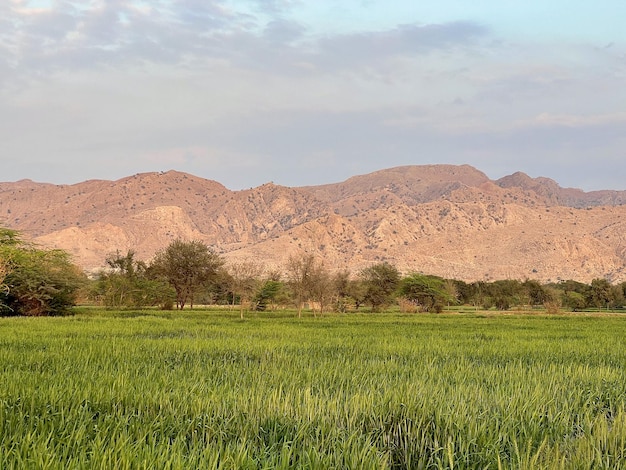 A field of green grass with mountains in the background