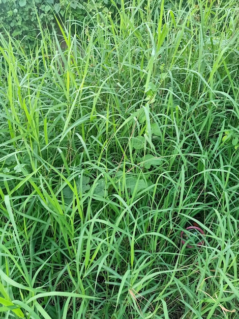 A field of green grass with a red flower in the middle.