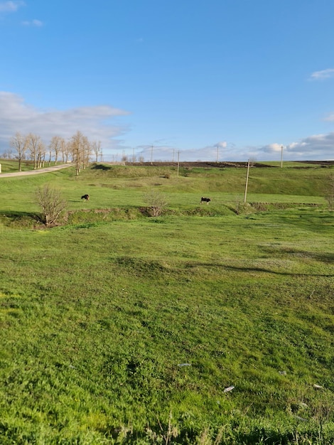 A field of green grass with a sign that says'the word " on it.