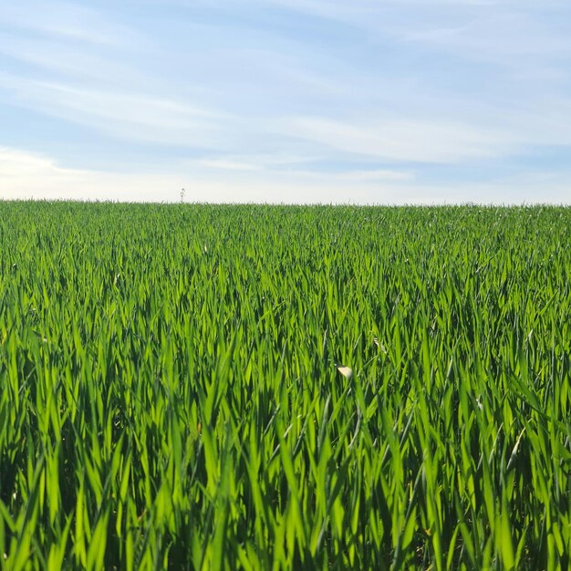 A field of green grass with a single white flower in the middle.