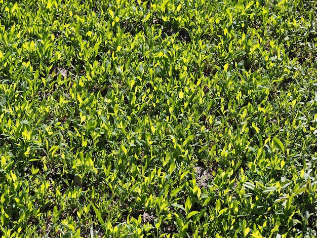 A field of green grass with yellow flowers and green leaves.