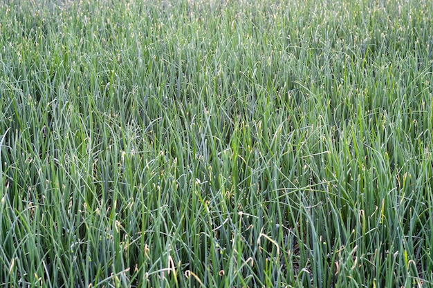 A field of green organic onion plant