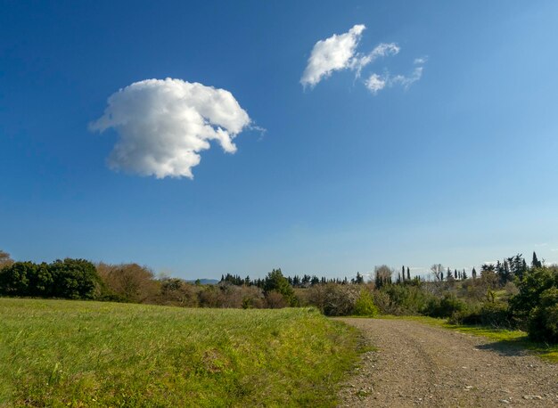 A field of green peas against country road and blue sky with clouds in a Greek village in Greece