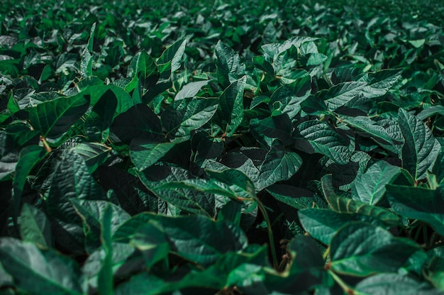 Field of green peas Green leaves closeup