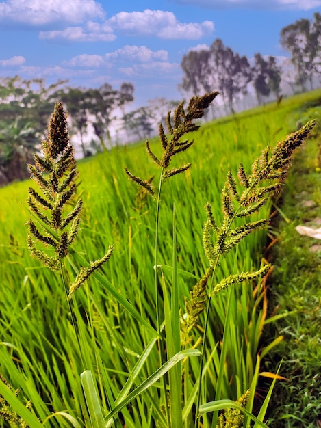 A field of green plants with a blue sky in the background.