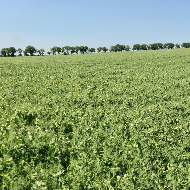 A field of green plants with a row of trees in the background.