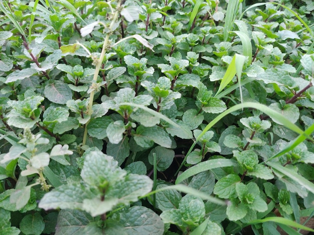 A field of green plants with the word mint on it