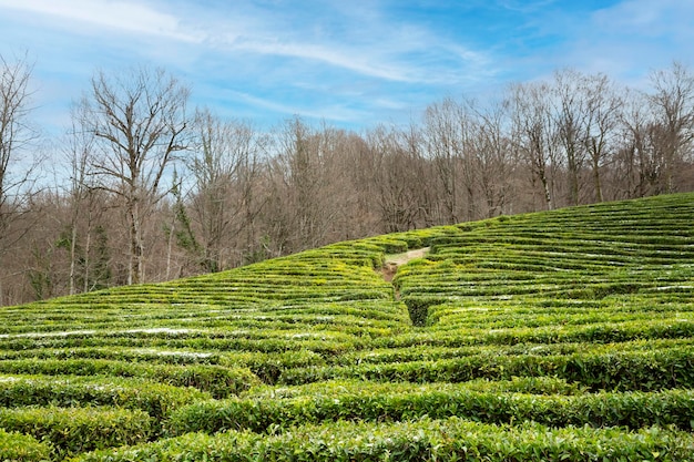 Field of green tea snow is visible on some bushes The northernmost tea plantation in the world Russia Sochi Matsesta