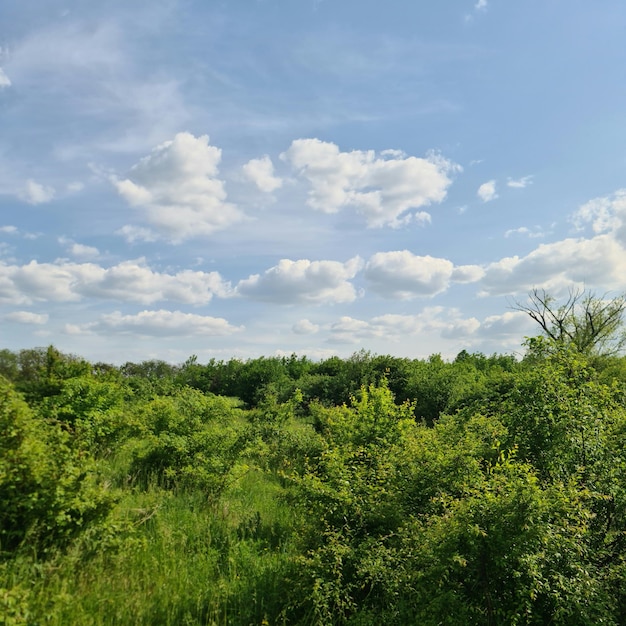 A field of green trees and blue sky with clouds