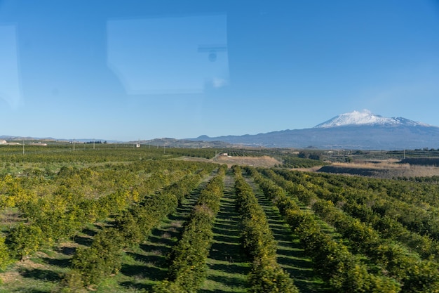 A field of green trees with a mountain in the background