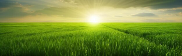 Field of green wheat growing under the warm rays of sunset rural landscape panorama Generative AI illustration