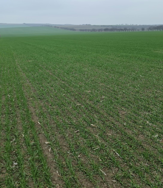 A field of green wheat with a cloudy sky in the background.