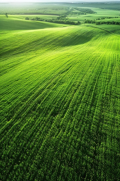 Photo a field of green wheat with the sun shining through the green grass