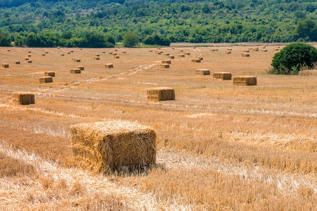 A field of hay with a hill in the background