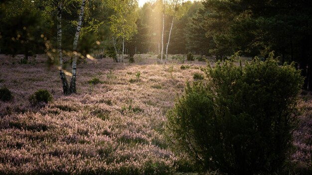 The field is more beautiful than the heather