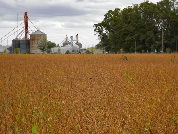 Field landscape are soybeans and silos