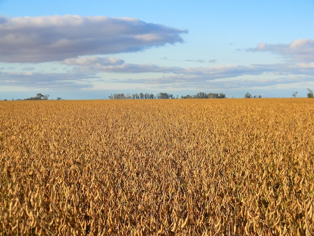 Field landscape with mature soybean plantation