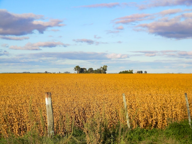 Field landscape with mature soybean plantation