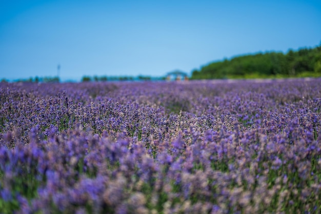 A field of lavender in france