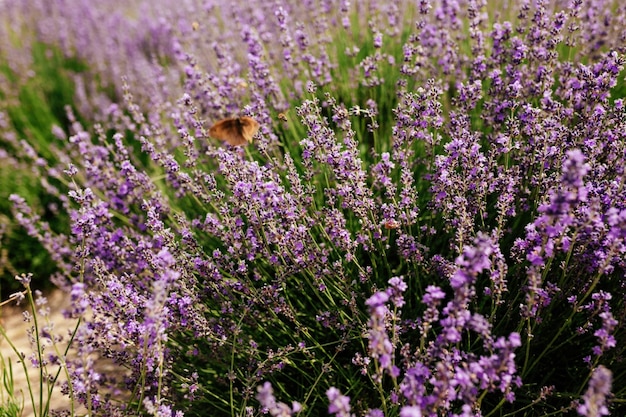 Field of Lavender Lavandula angustifolia Lavandula officinalis