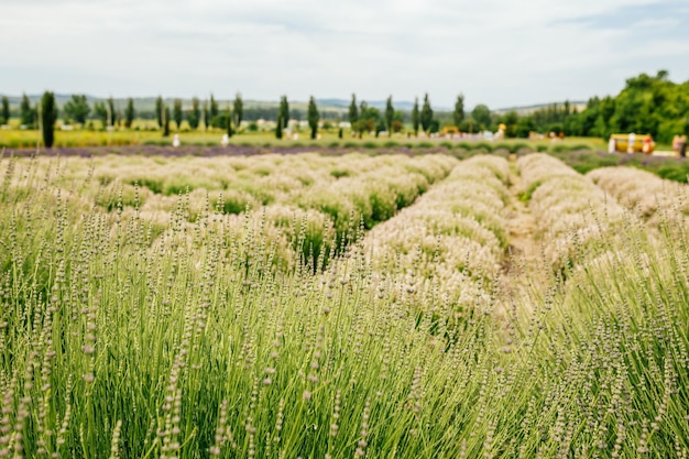 Field of Lavender Lavandula angustifolia Lavandula officinalis