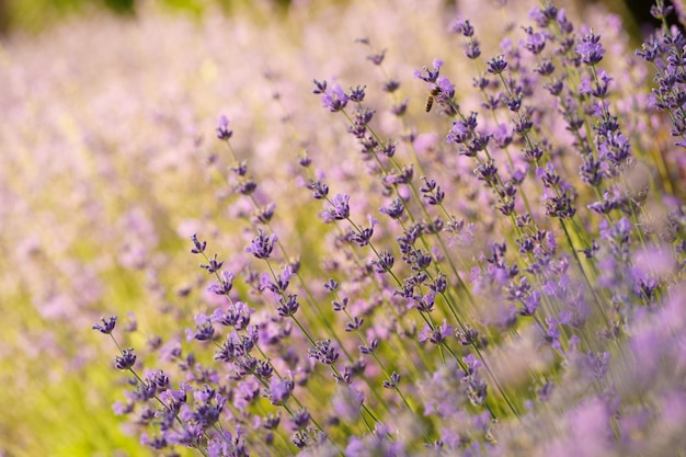 Field lavender morning summer blur background spring lavender background flower background shallow depth of field