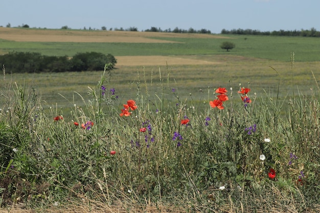 field of lavender and some poppies