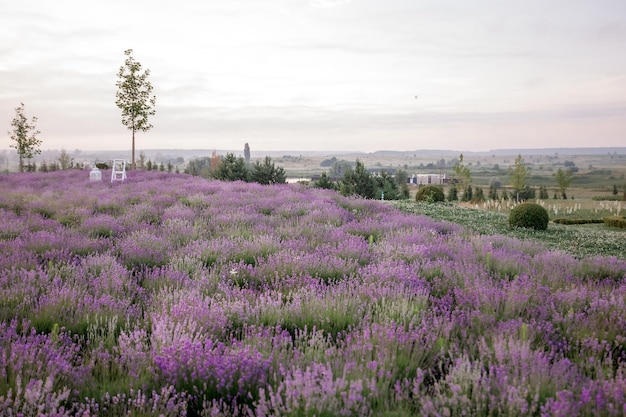 A field of lavender with a sign that says'lavender '