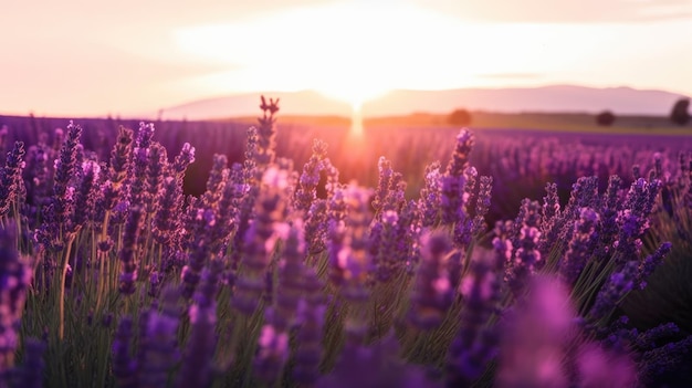 A field of lavender with the sun setting behind it