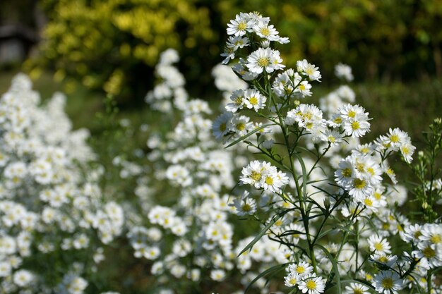 Field Little Daisy Flowers Nature Background