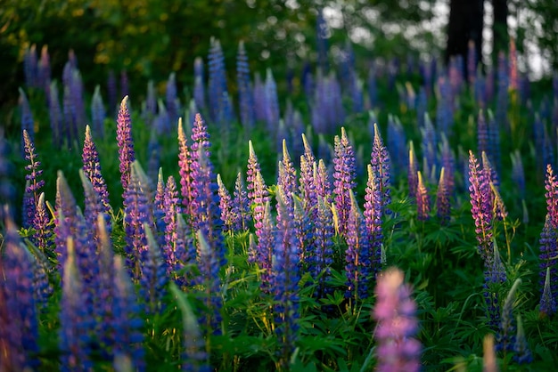 Field of lupine near forest Blooming lupine flowers in countryside lit by warm sun rays