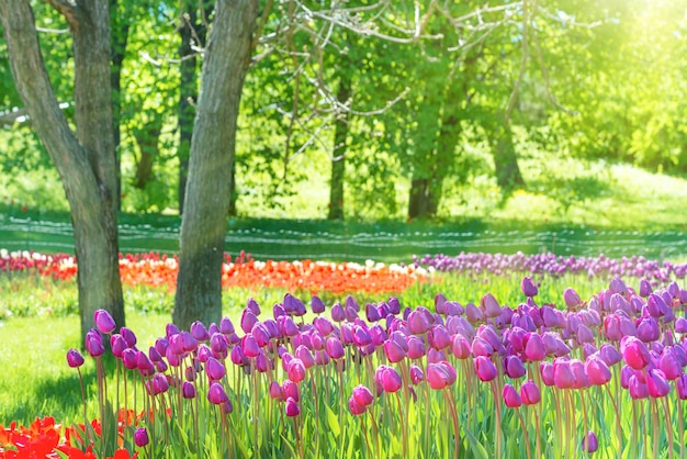 Field of many lilac tulips in the green park