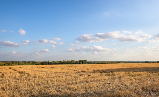 Field of mowed wheat and cloudy sky