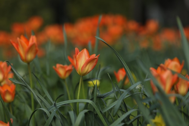 field of multicolored tulips pattern of spring flowers