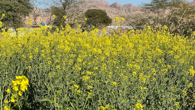 A field of mustard is seen in the background.