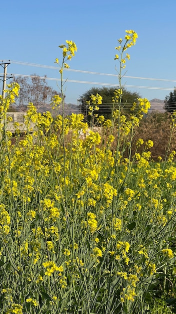 A field of mustard is shown in a field.