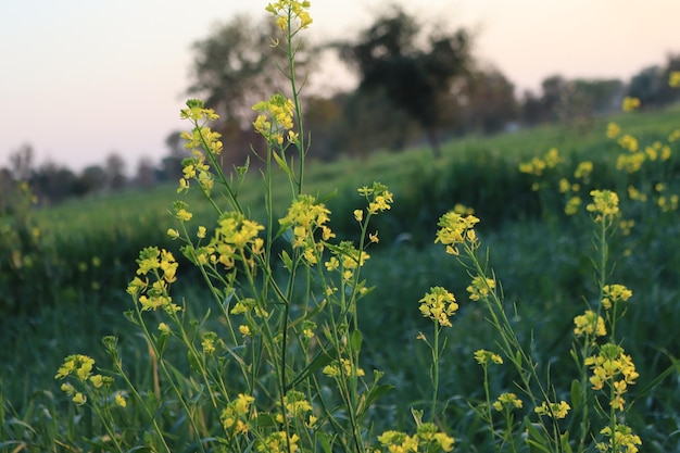 A field of mustard is shown in the foreground with a tree in the background.