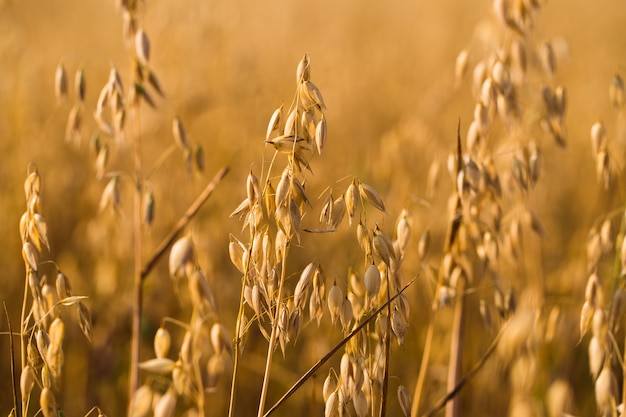 Photo field of oats in front. harvest season