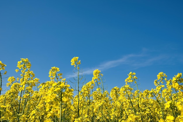 Field of oilseed rape in spring