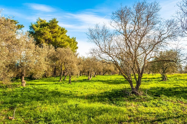 Field of olive trees in winter