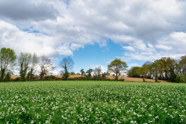 Field of peas in bloom in spring time