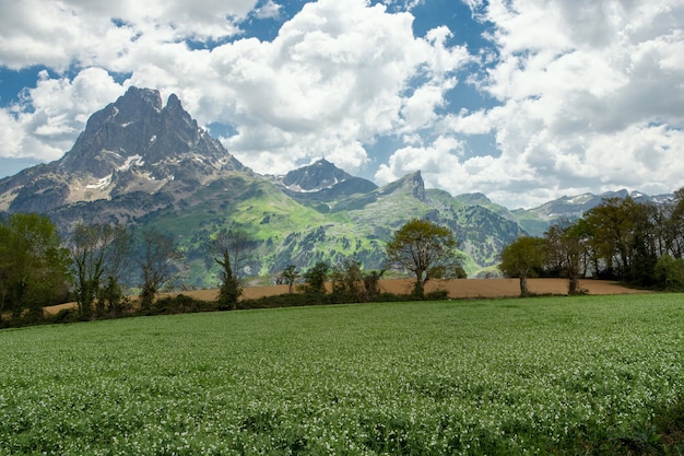 Field of peas in bloom in spring time