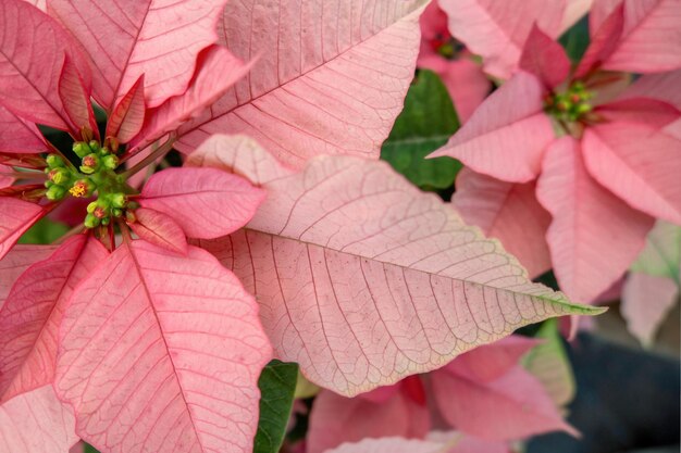 Field of pink Christmas stars in greenhouse for sale photo of Poinsettia flowers