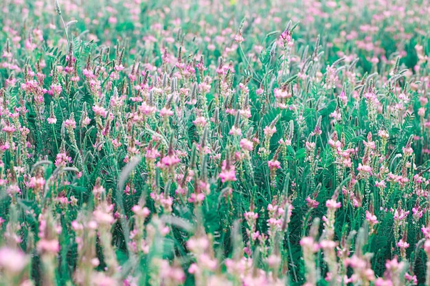 Field of pink flowers Sainfoin Onobrychis viciifolia Background of wildflowers Agriculture Blooming wild flowers of sainfoin or holy clover