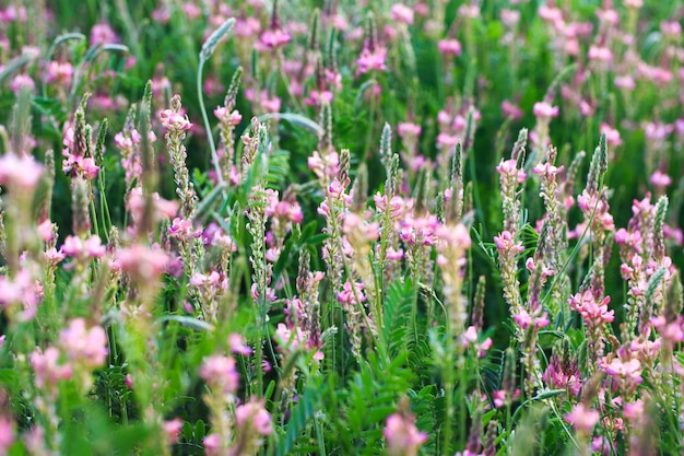 Field of pink flowers Sainfoin Onobrychis viciifolia Background of wildflowers Agriculture Blooming wild flowers of sainfoin or holy clover