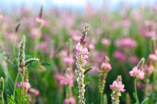 Field of pink flowers Sainfoin Onobrychis viciifolia Background of wildflowers Agriculture Blooming wild flowers of sainfoin or holy clover