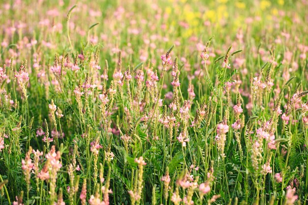 Field of pink flowers Sainfoin Onobrychis viciifolia Background of wildflowers Agriculture Blooming wild flowers of sainfoin or holy clover