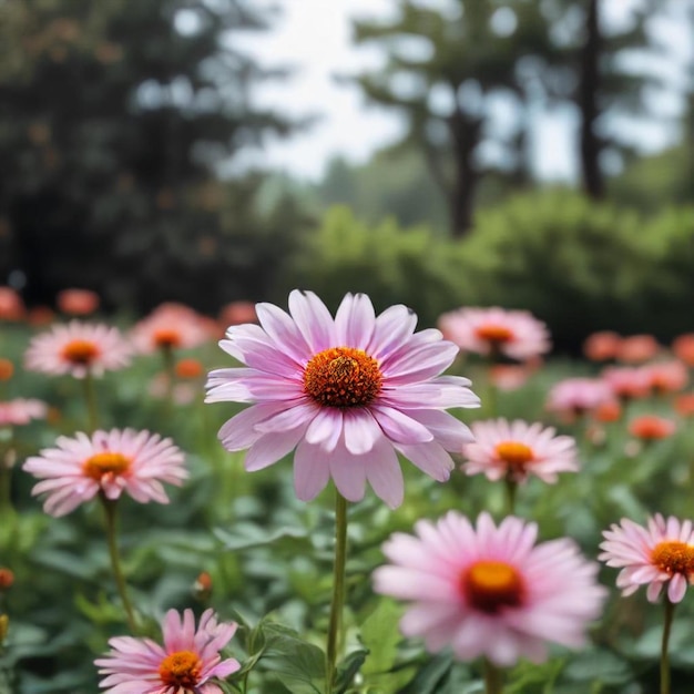 a field of pink flowers with the word  daisy  on the bottom