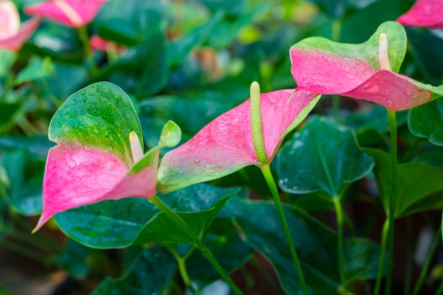 Field of a pink peace lily, Spathiphyllum Mauna